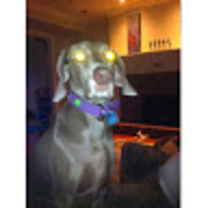 Meet your Posher, Paula